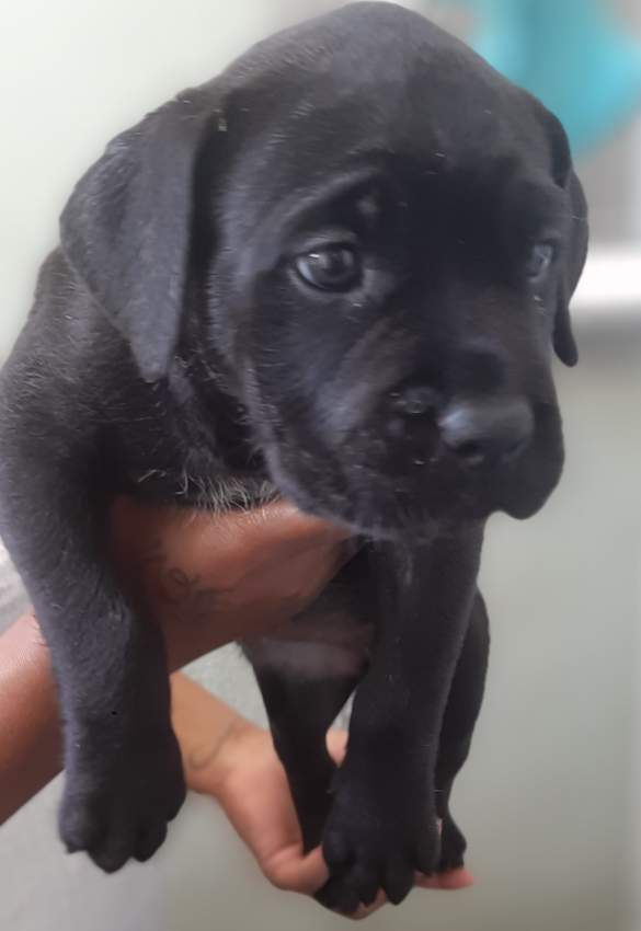 Cane corso puppies with good bloodline  - 2 - Dogs  on Aster Vender