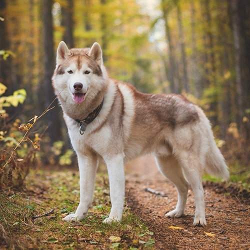 Puppies (Labrador/Husky/English Bull. - 0 - Dogs  on Aster Vender