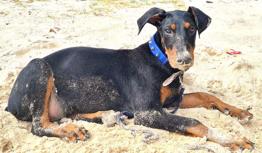 Doberman puppy requires new home - 2 - Dogs  on Aster Vender