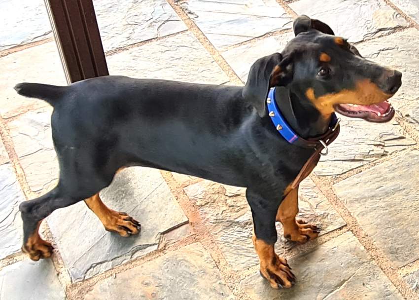 Doberman puppy requires new home - 3 - Dogs  on Aster Vender