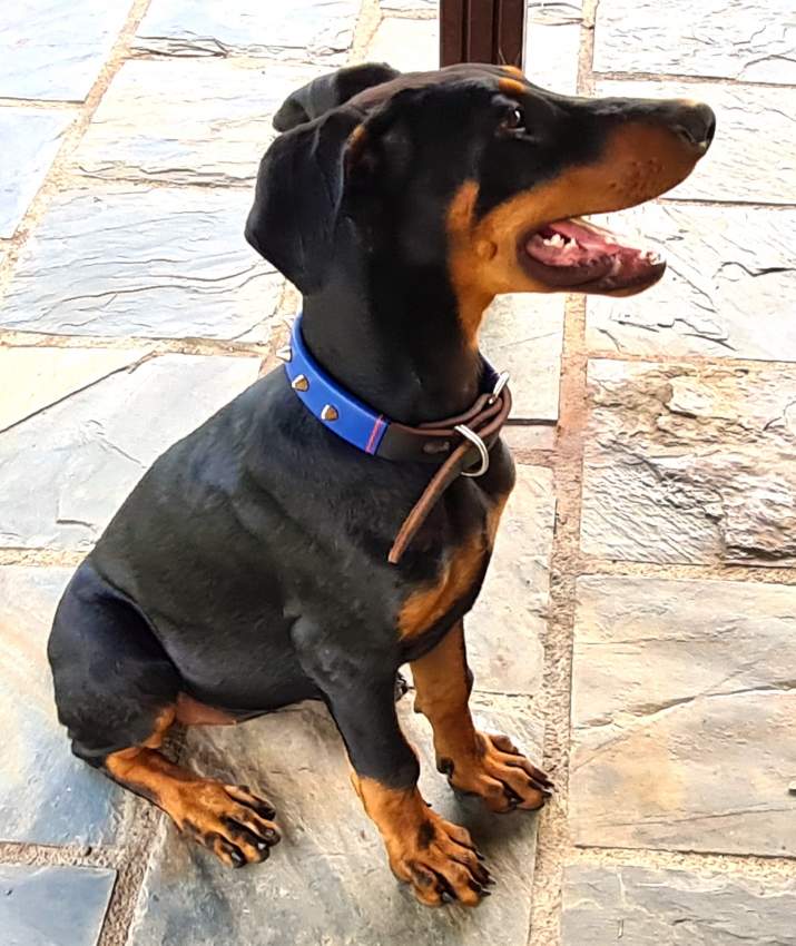 Doberman puppy requires new home - 1 - Dogs  on Aster Vender