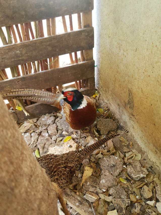 Pair of Colvert Duck  - 3 - Birds  on Aster Vender