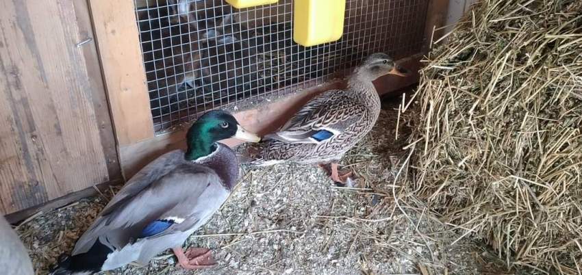 Pair of Colvert Duck  - 5 - Birds  on Aster Vender