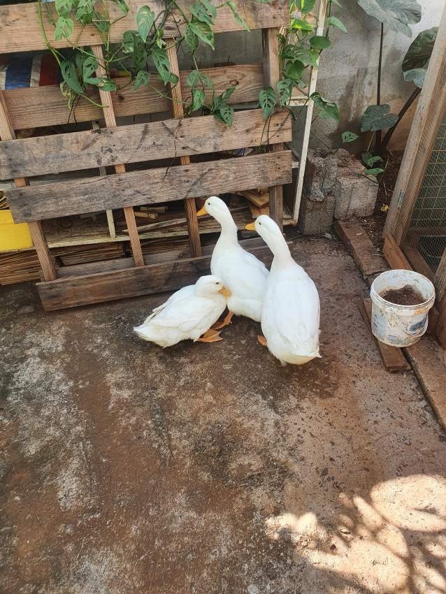 Pair of Colvert Duck  - 4 - Birds  on Aster Vender