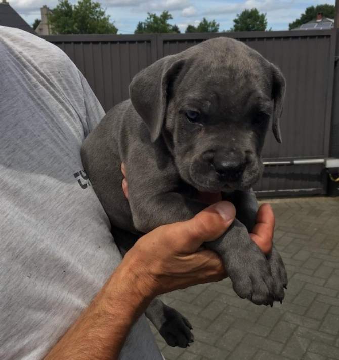 Cane Corso Puppies - 1 - Dogs  on Aster Vender