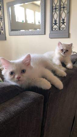 Two Male Persian Kittens - 0 - Cats  on Aster Vender