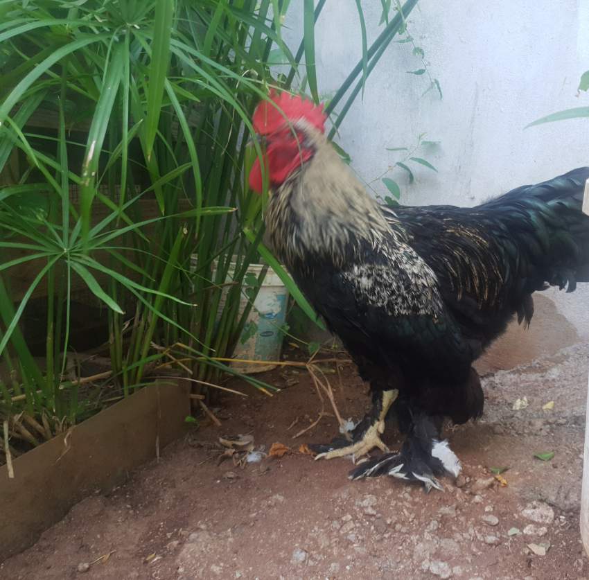 Brahma Rooster - 1 - Birds  on Aster Vender