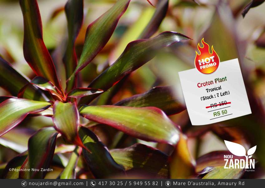 Promo sale- Croton Plant - 5 - Plants and Trees  on Aster Vender