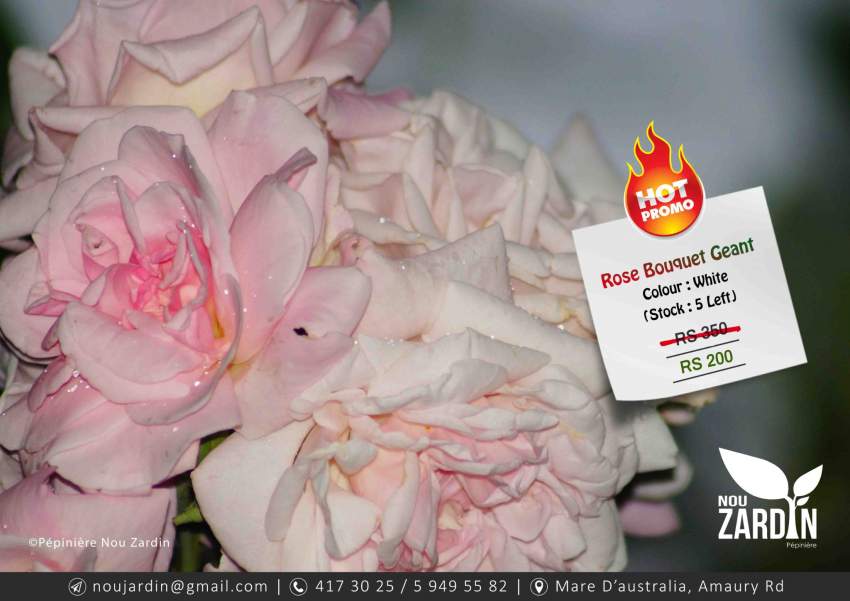 Rose Plant - Promo sale - 0 - Plants and Trees  on Aster Vender