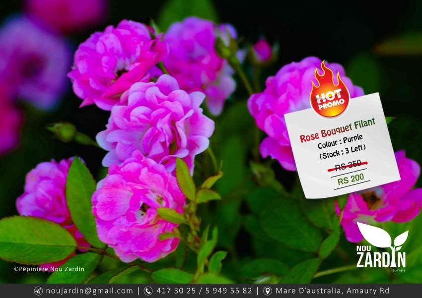 Rose Plant - Promo sale - 0 - Plants and Trees  on Aster Vender