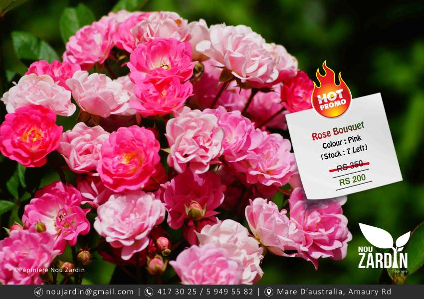 Rose Plant - Promo sale - 0 - Plants and Trees  on Aster Vender