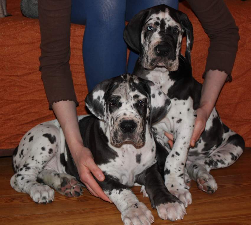 Great Dane puppies available - 0 - Dogs  on Aster Vender