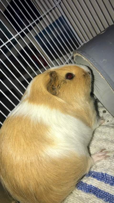 Guinea pig  - 1 - Other Pets  on Aster Vender