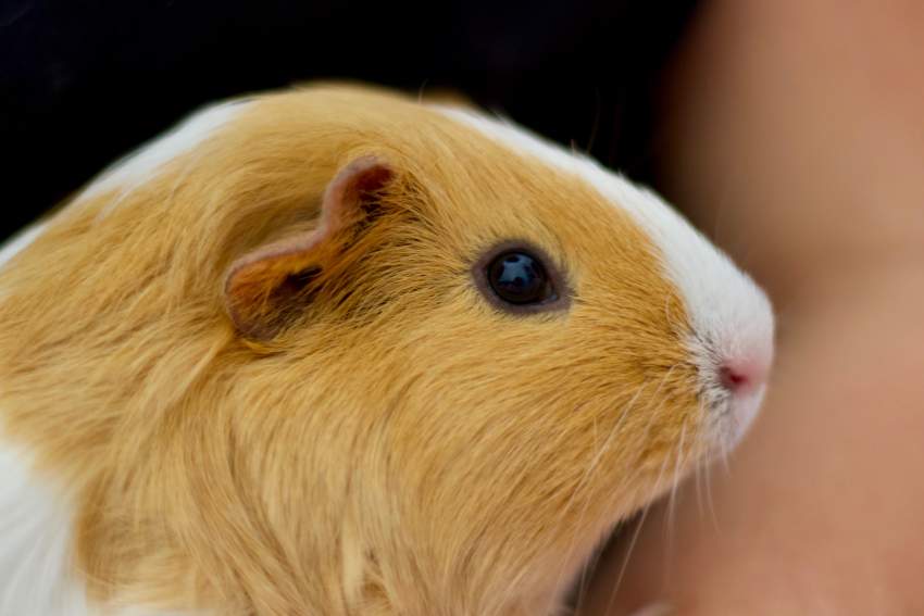 Guinea pig  - 0 - Other Pets  on Aster Vender