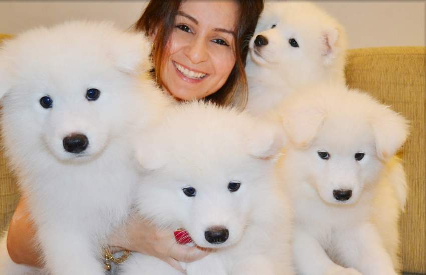 Samoyed Puppies For Sale - 0 - Dogs  on Aster Vender