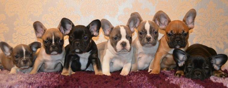 French bulldog puppies ready now - 0 - Dogs  on Aster Vender