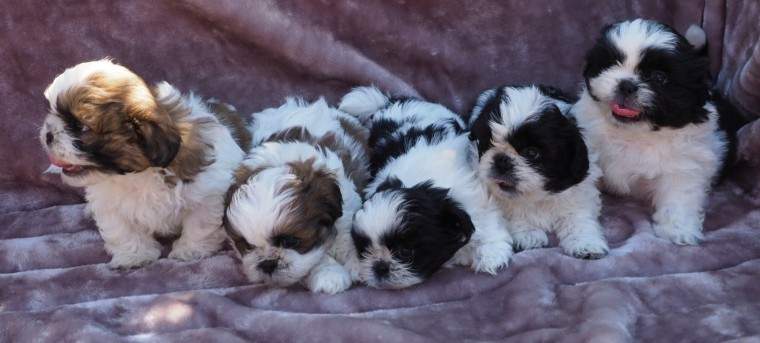 Shih Tzu Puppies - 0 - Dogs  on Aster Vender