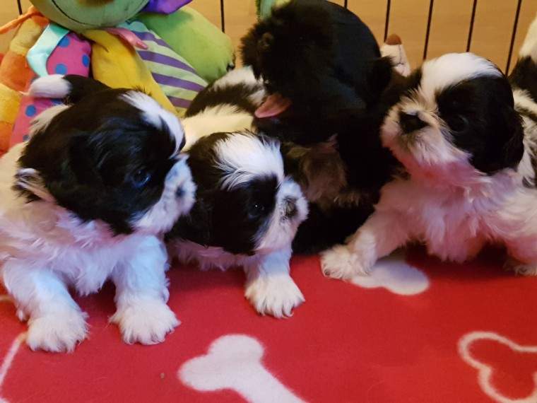 Shih Tzu Puppies ready now - 0 - Dogs  on Aster Vender