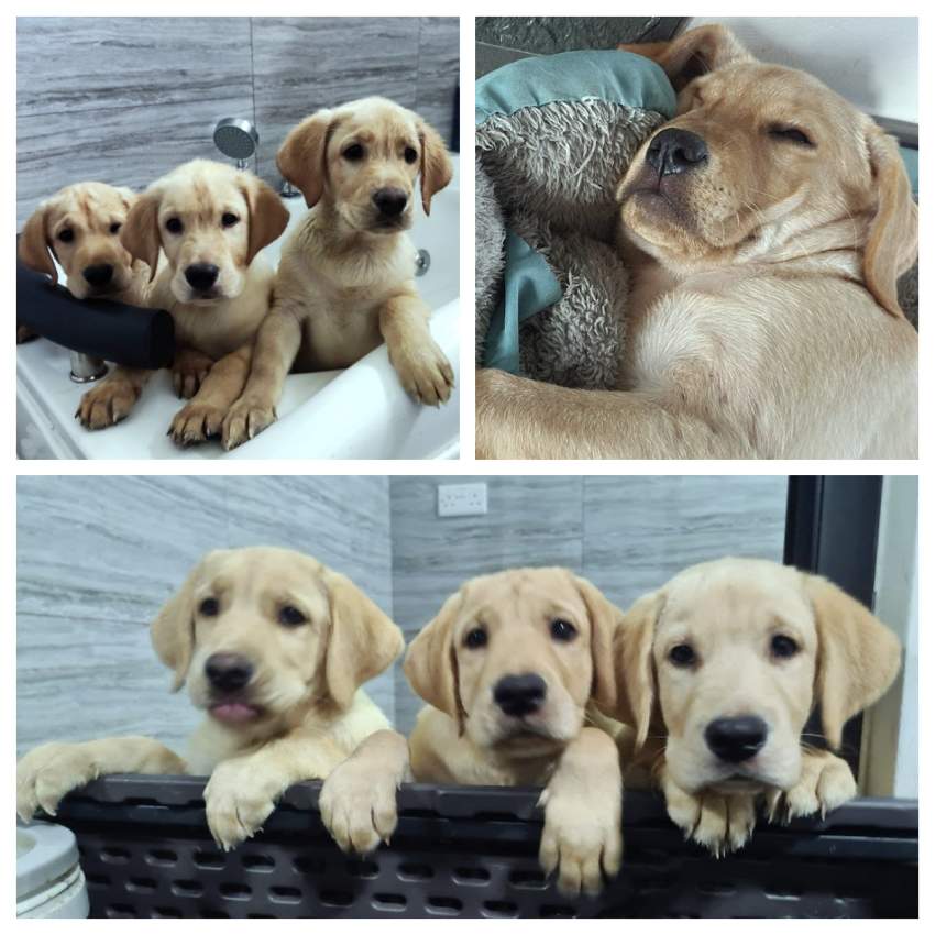 Labrador Retrievers for Sale - 0 - Dogs  on Aster Vender