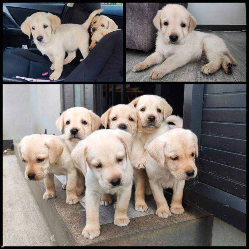 Labrador Retrievers for Sale - 2 - Dogs  on Aster Vender