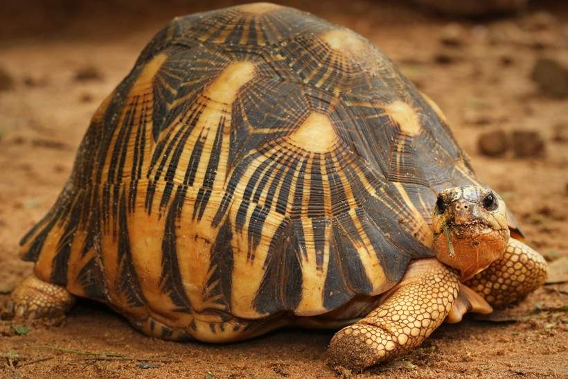 Tortue Radiata - 0 - Turtles  on Aster Vender