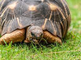 Tortue Radiata - 0 - Turtles  on Aster Vender