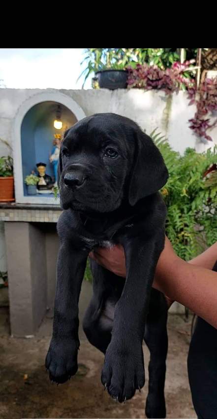 Cane corso puppy - 0 - Dogs  on Aster Vender