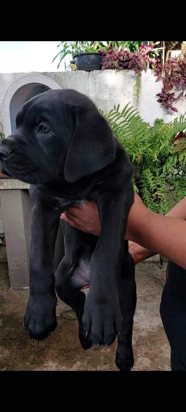 Cane corso puppy - 1 - Dogs  on Aster Vender