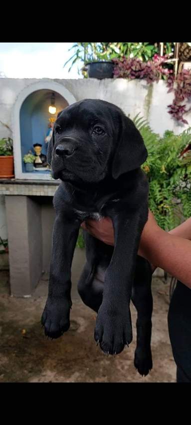 Cane corso puppy - 2 - Dogs  on Aster Vender