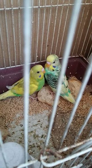 A vend 1pr perruche RS 800 CALL 58610146 - 1 - Birds  on Aster Vender