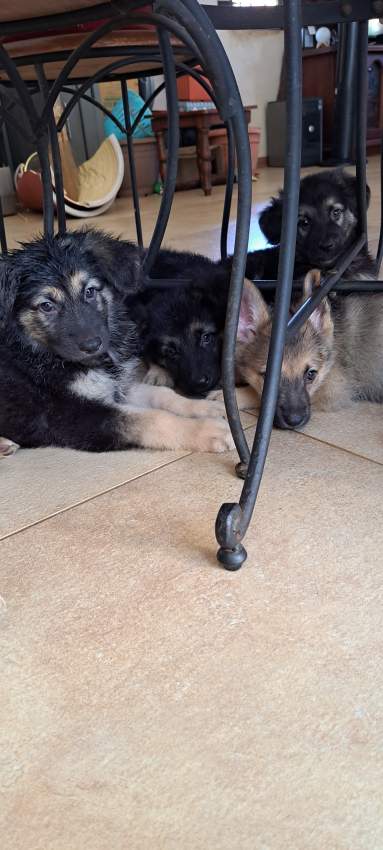 GSD Puppies - 1 - Dogs  on Aster Vender