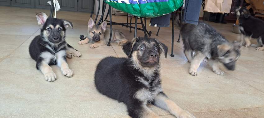 GSD Puppies - 2 - Dogs  on Aster Vender