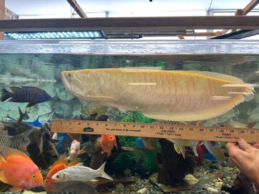 Freshwater Albino Sliver Arowana 2ft long - 0 -  Aquarium fish  on Aster Vender