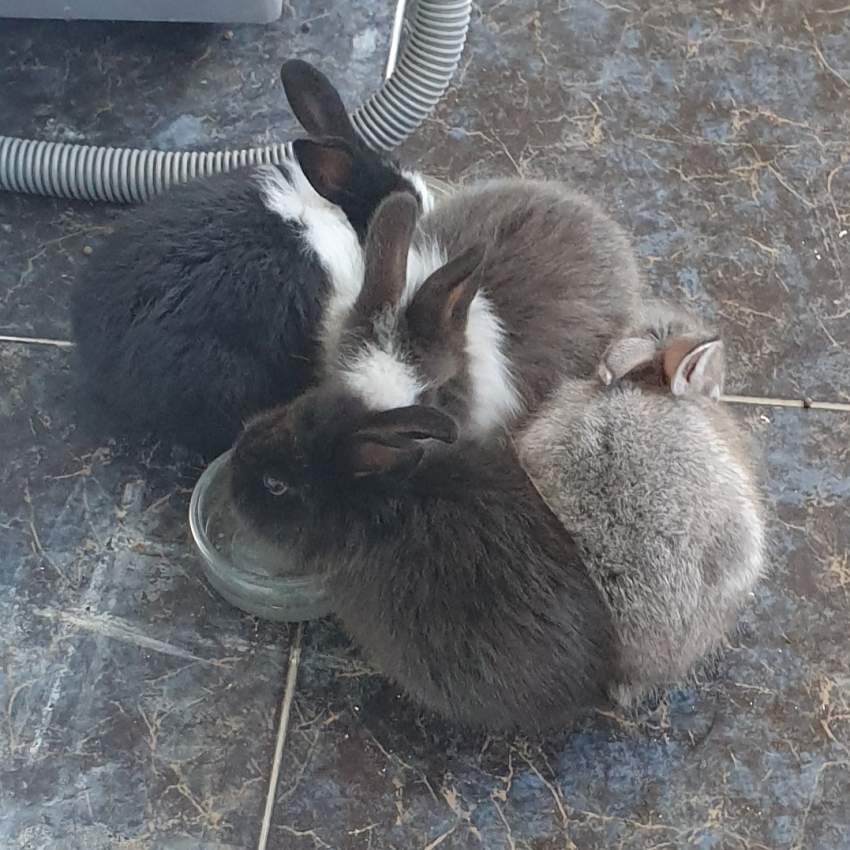 Rabbits - 4 - Rabbit  on Aster Vender