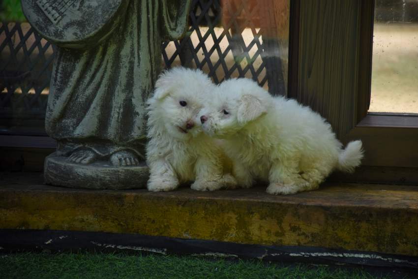 Puppies for sale - 3 - Dogs  on Aster Vender