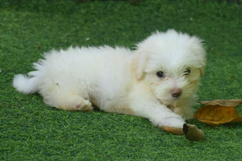 Puppies for sale - 0 - Dogs  on Aster Vender