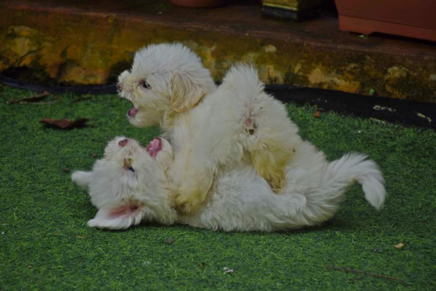 Puppies for sale - 2 - Dogs  on Aster Vender