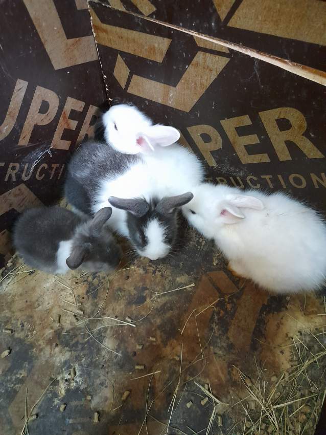 Baby rabbits(angora) for sale - 3 - Rabbit  on Aster Vender