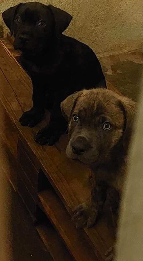 Cane corso male puppies - 0 - Dogs  on Aster Vender