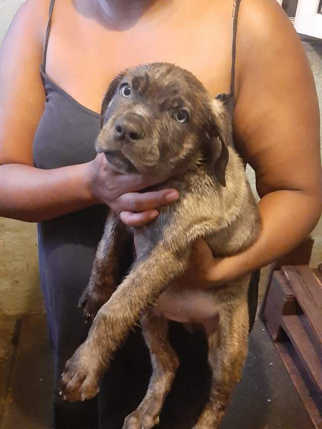 Cane corso male puppies - 2 - Dogs  on Aster Vender