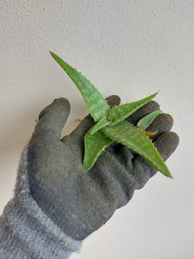 Aloe Verra - 1 - Plants and Trees  on Aster Vender