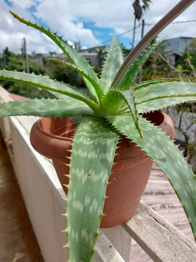 Aloe Verra - 2 - Plants and Trees  on Aster Vender