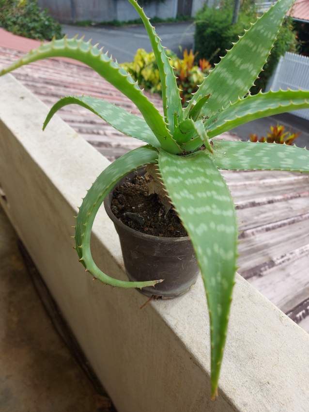 Aloe Verra - 0 - Plants and Trees  on Aster Vender