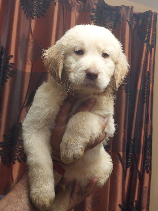 Pure golden retriever 2 months old already vaccinated and dewormed - 0 - Dogs  on Aster Vender