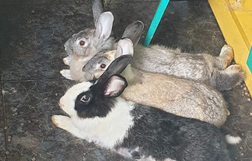 2 female adult rabbit for free - 7 - Rabbit  on Aster Vender