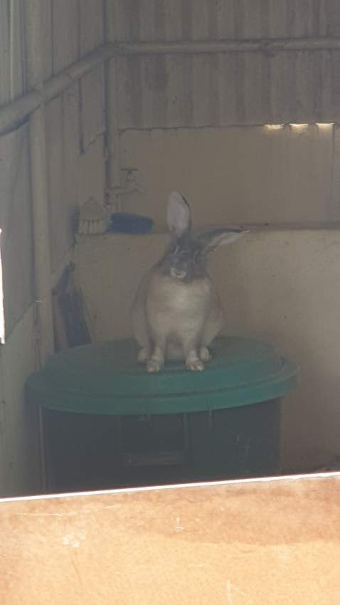 2 female adult rabbit for free - 0 - Rabbit  on Aster Vender