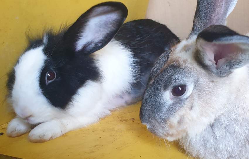 2 female adult rabbit for free - 6 - Rabbit  on Aster Vender