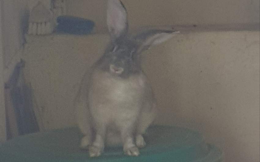 2 female adult rabbit for free - 3 - Rabbit  on Aster Vender