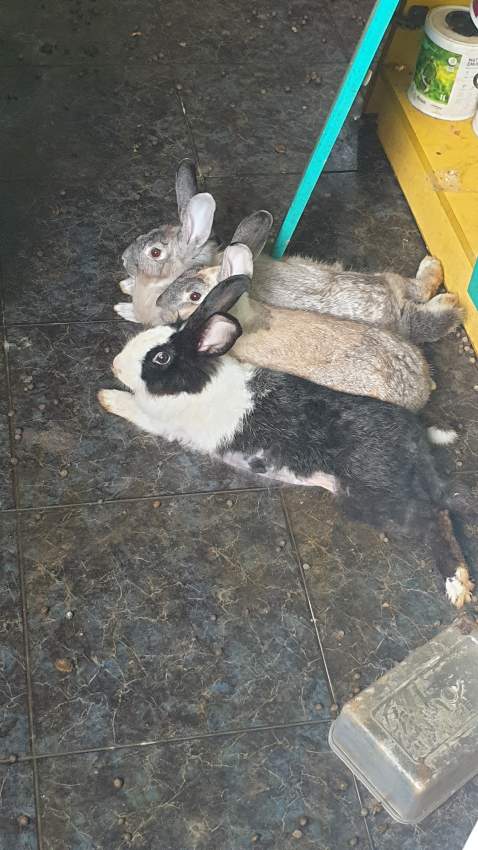 2 female adult rabbit for free - 2 - Rabbit  on Aster Vender