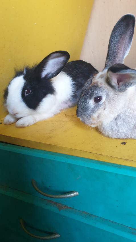 2 female adult rabbit for free - 1 - Rabbit  on Aster Vender